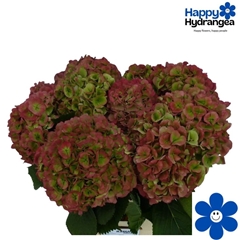 Hydrangea Verena Classic 65cm 18-20cm Hd