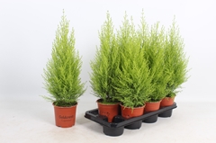 Cupressus Goldcrest Wilma 14Ø 50cm