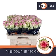 Rosa Pink Journey 60cm