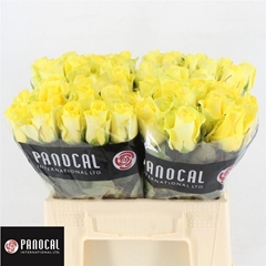 Rosa Minion Rose 40cm