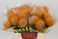 Leucospermum Ayoba Sun 40cm