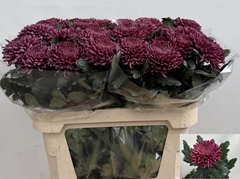 Chrysanth Single Bigoudi Purple 80cm 120gr.