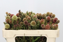 Brunia Fragarioides 50cm