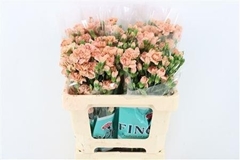 Dianthus Spray Canela 60cm