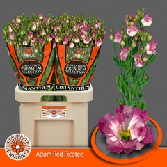 Eustoma Single Adom Red Picotee 70cm