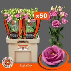 Eustoma Double Rosita Rose Pink 70cm