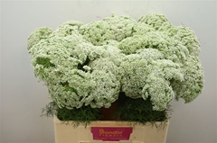 Ammi Visnaga Casablanca 60cm