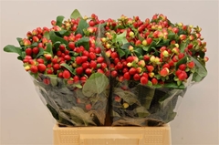 Hypericum Magical Triumph 40cm