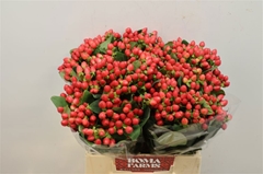 Hypericum Magical Innocence 40cm