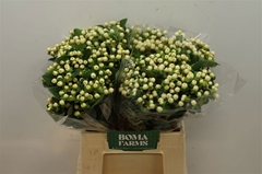 Hypericum Magical Snowprince 50cm