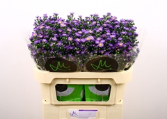 Aster Teeny Tiny Blue 70cm 20gr.