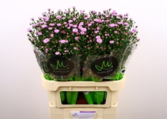 Aster Double Date Pink 80cm 25gr.
