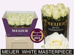 Rosa Avalanche+ Meijer White Masterpiece 60cm