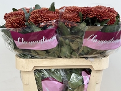 Chrysanth Single Bigoudi Bronze 80cm 105gr.