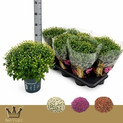 Chrysanthemum Jasoda Mix 15Ø 35cm
