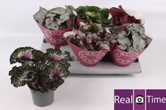Begonia Leaf Beleaf Mix 13Ø 25cm