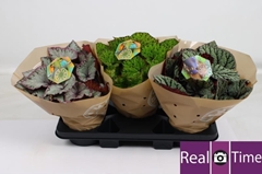 Begonia Leaf Beleaf Mix 17Ø 32cm