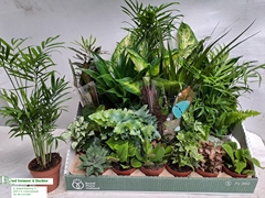 Houseplants Mix 8Ø 10cm