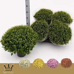 Chrysanthemum Jasoda Mix 19Ø 45cm
