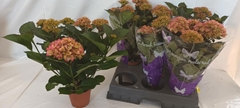 Hydrangea Black Diamonds Red Angel 14Ø 45cm 4bl