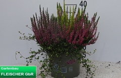 Calluna Garden Girls Trio Girls 23Ø 40cm