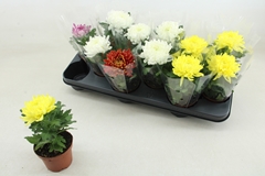 Chrysanth Cosmo Mix 9Ø 19cm