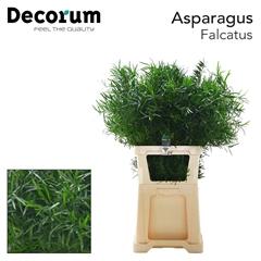 Asparagus Falcatus 85cm