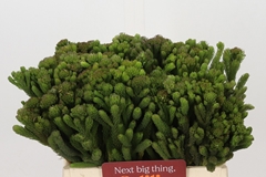 Brunia Albiflora 40cm