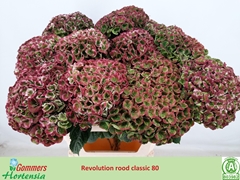 Hydrangea Revolution Classic 80cm 19-21cm Hd