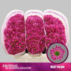 Chrysanth Santini Aaa Bluf Purple 55cm 40gr.
