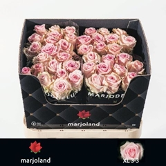 Rosa Sweet Dolomiti@ 80cm