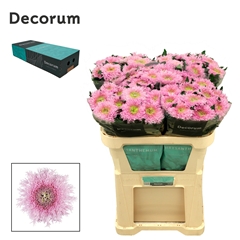 Chrysanth Single Etrusko 70cm 80gr.