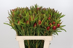 Leucadendron Ayoba Cherry Pearl 60cm Spray
