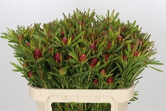 Leucadendron Ayoba Cherry Pearl 70cm Spray