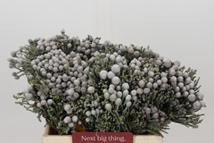 Brunia Silver 40cm