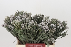 Brunia Silver 40cm