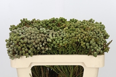 Berzelia Highland 50cm