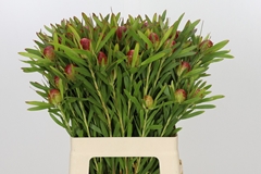 Leucadendron Ayoba Cherry Pearl 60cm Spray