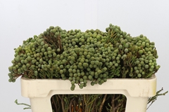 Berzelia Highland 50cm