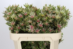 Leucadendron Ayoba Star Pearl 70cm Spray