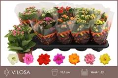 Kalanchoe Double Mix 10Ø 23cm