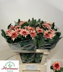 Chrysanth Single Pip Salmon 80cm 160gr.