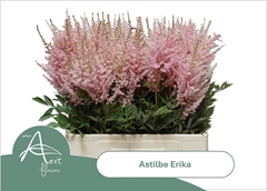 Astilbe Erika 65cm