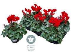 Cyclamen Super Serie Allure 12Ø 25cm