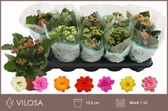Kalanchoe Double Mix 10Ø 22cm