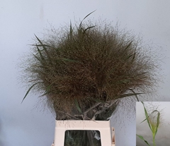 Panicum Virgatum Red Dragon 80cm