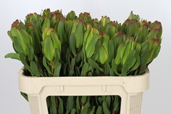 Leucadendron Laurel Yellow 70cm