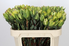 Leucadendron Discolor 70cm