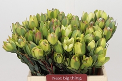 Leucadendron Discolor 40cm Spray