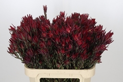 Leucadendron Salignum Blush 80cm Spray